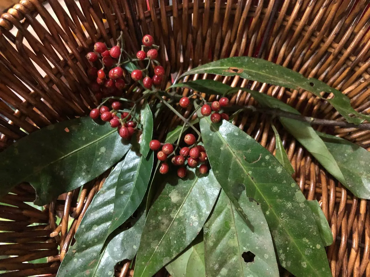 Buah dan Daun Engkerebang